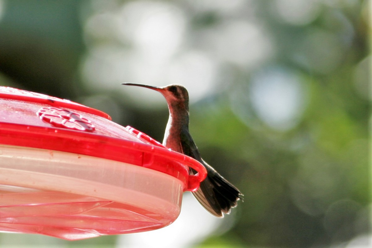 Broad-billed Hummingbird - ML69157651