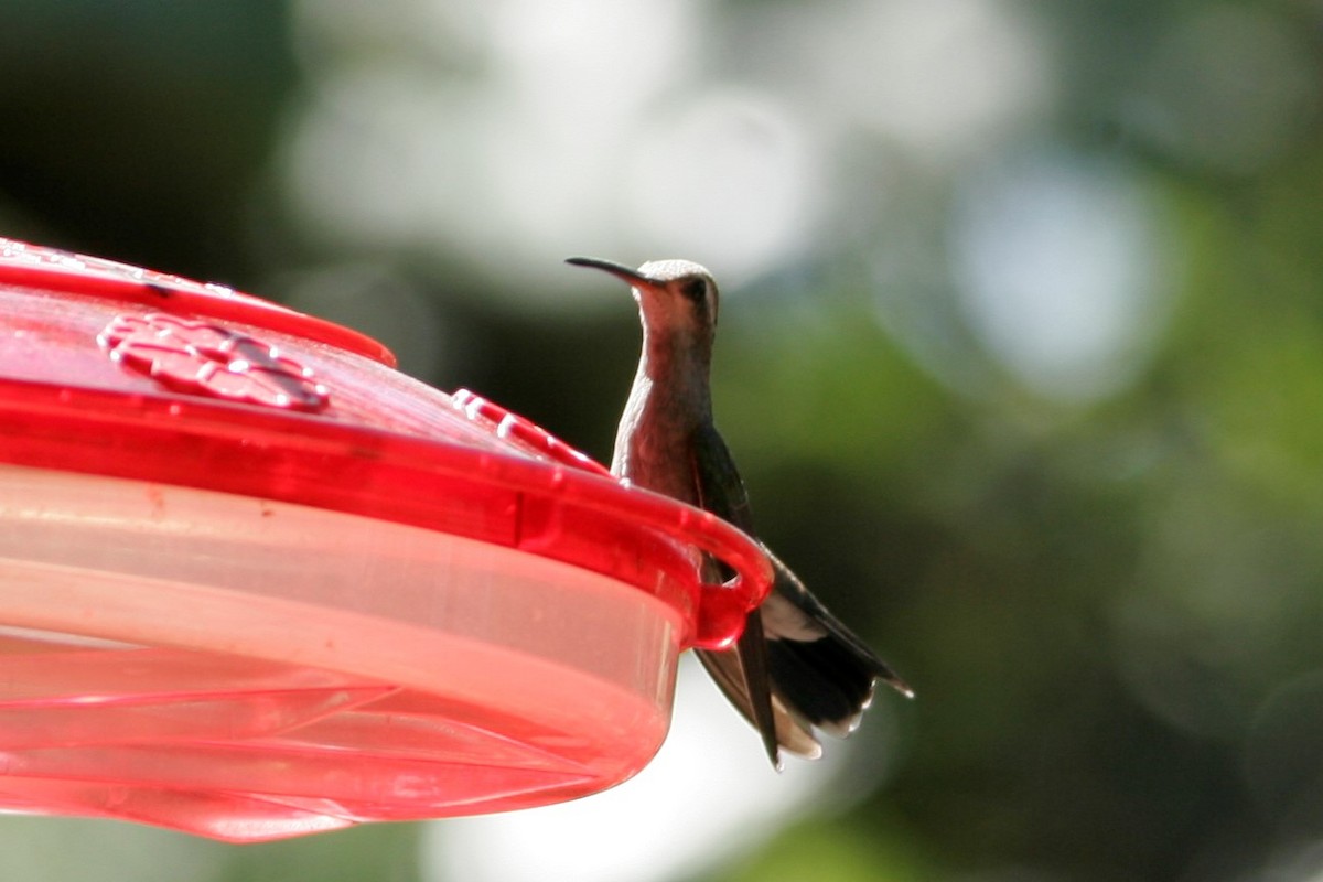 Broad-billed Hummingbird - ML69157671