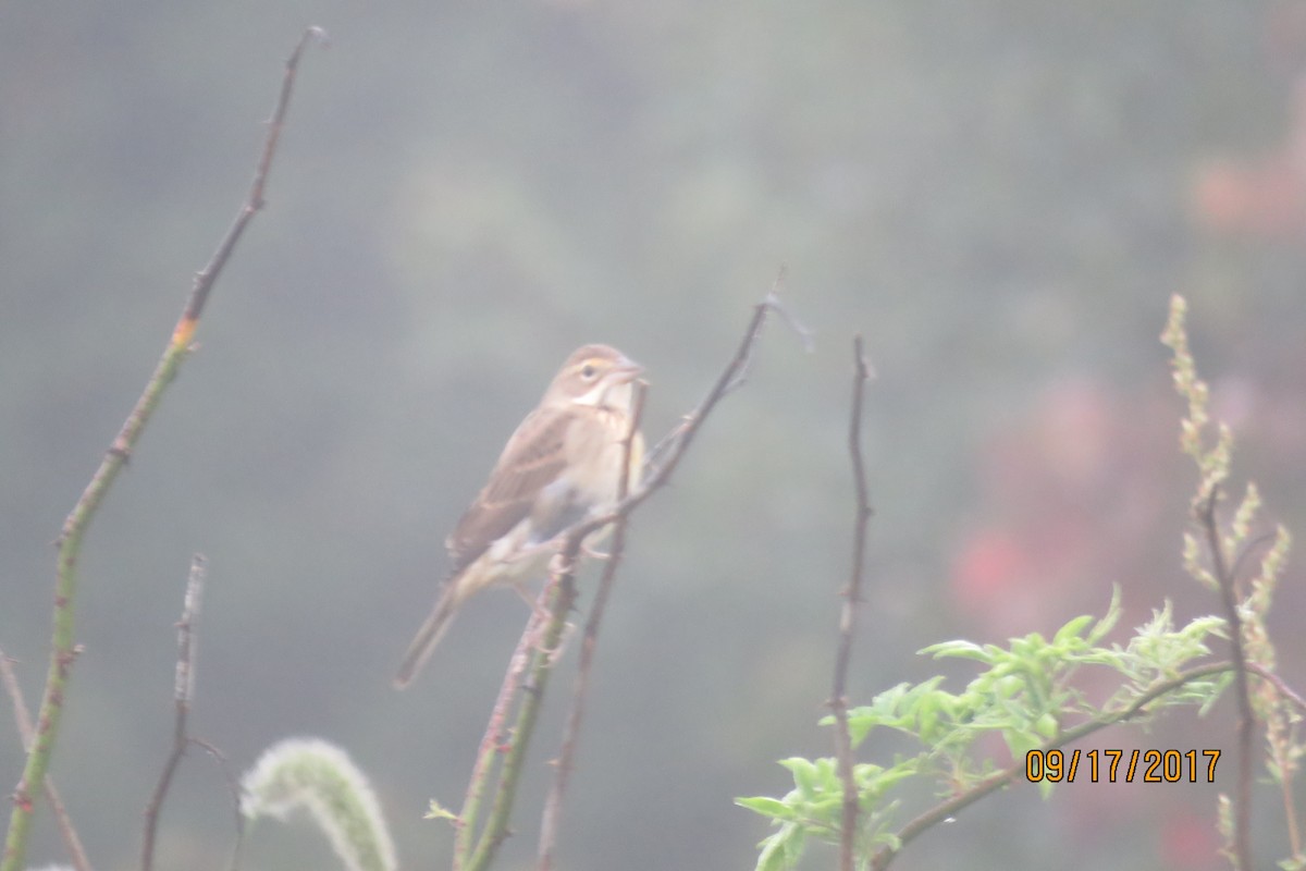 Dickcissel - ML69158551