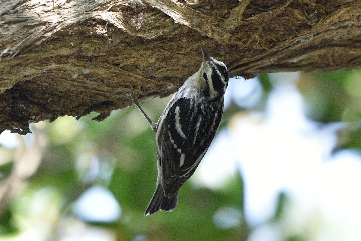 Black-and-white Warbler - ML69159171