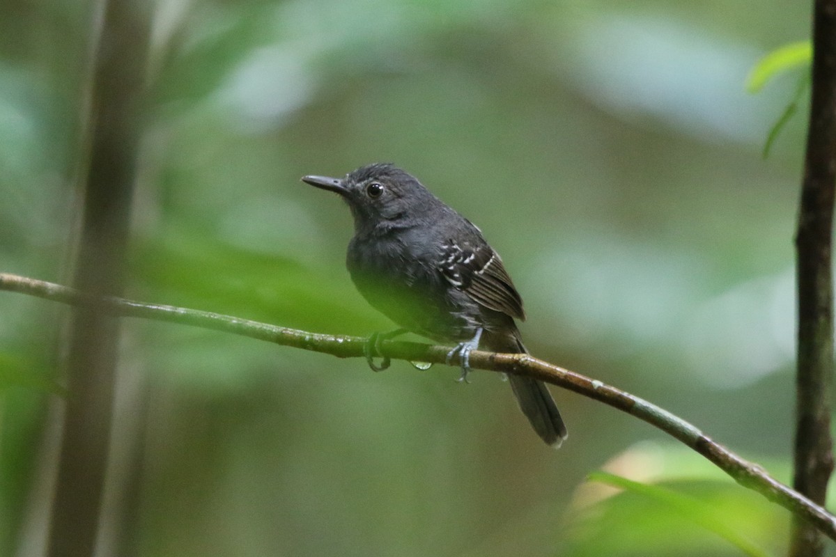 Willis's Antbird - Ian Thompson