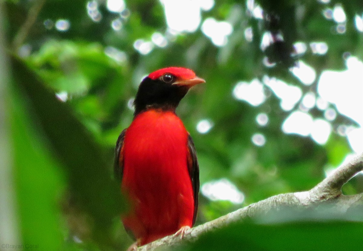 Black-necked Red-Cotinga - ML69161801