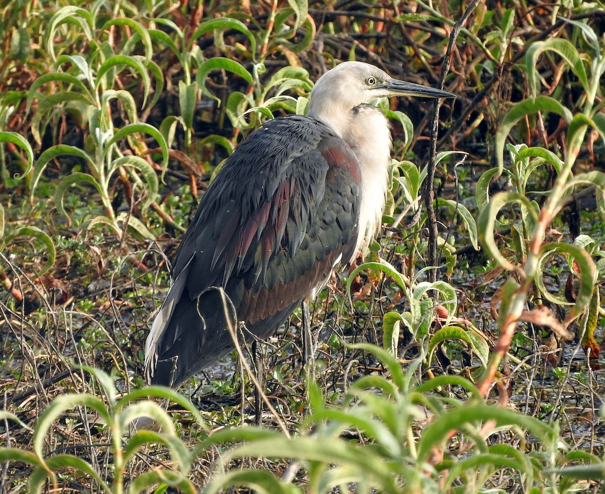 Pacific Heron - ML69161971