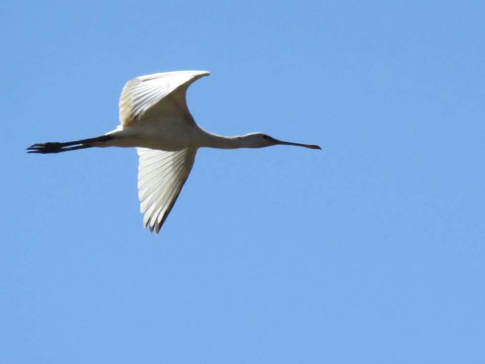 Eurasian Spoonbill - Pedro Fernandes