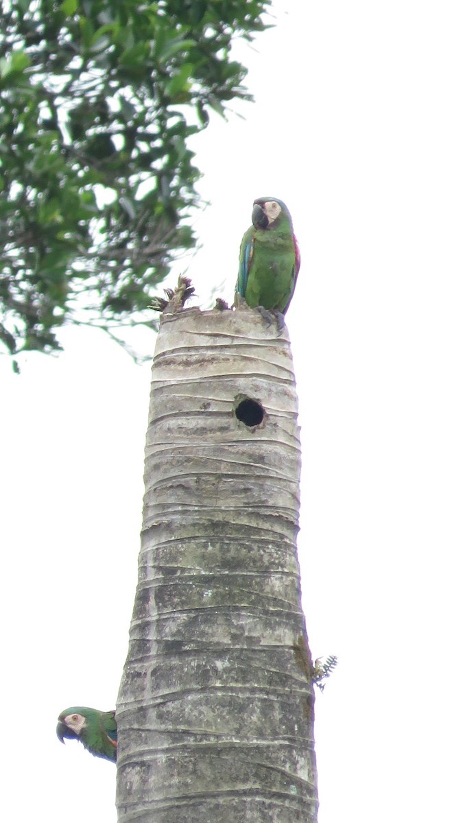 Chestnut-fronted Macaw - ML69162751