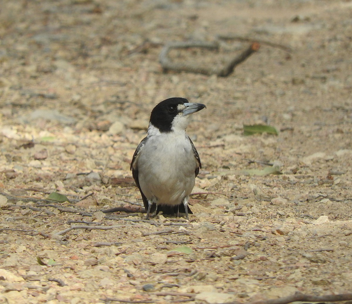 Gray Butcherbird - ML69163331