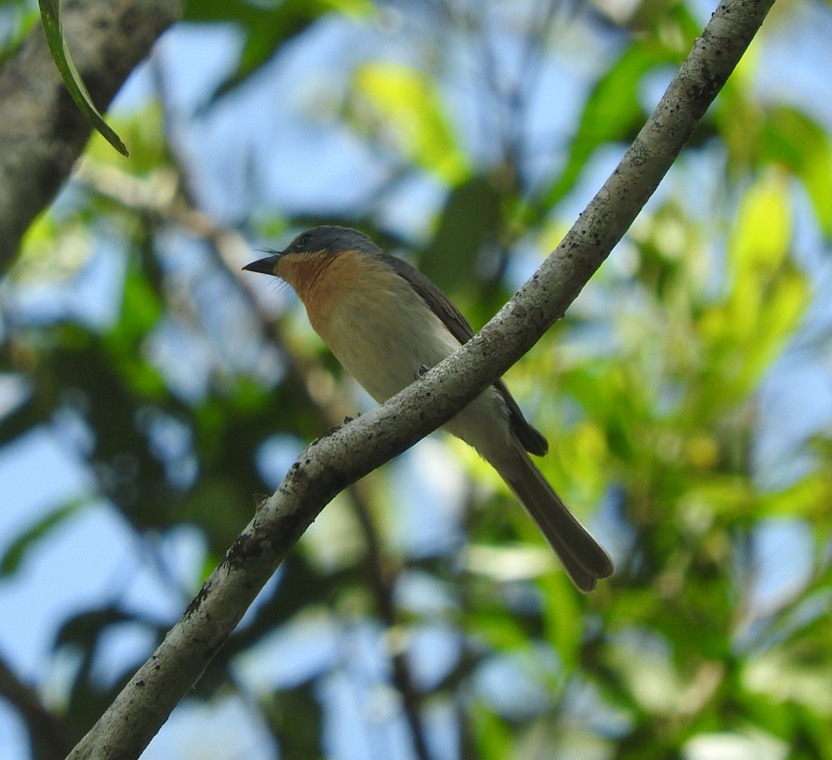 Leaden Flycatcher - ML69163781