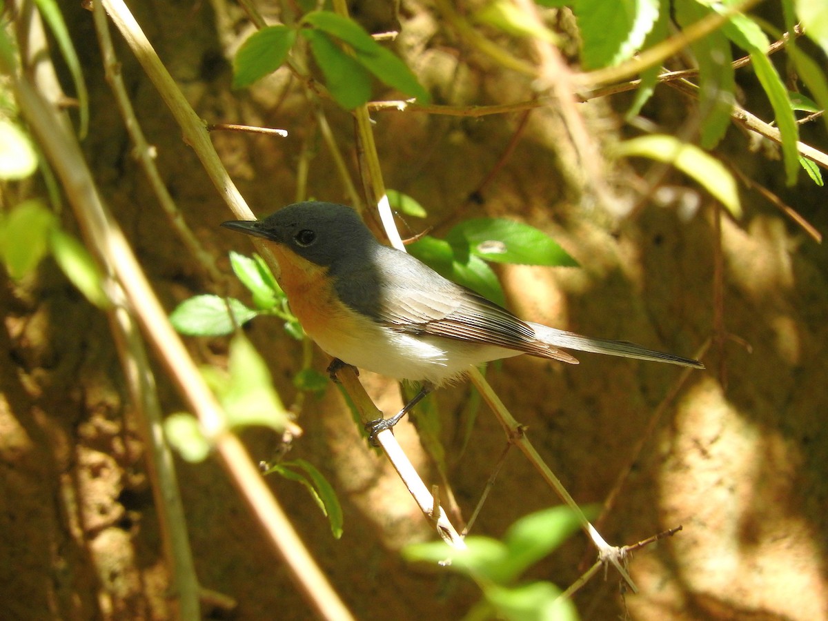 Leaden Flycatcher - Chris Burwell