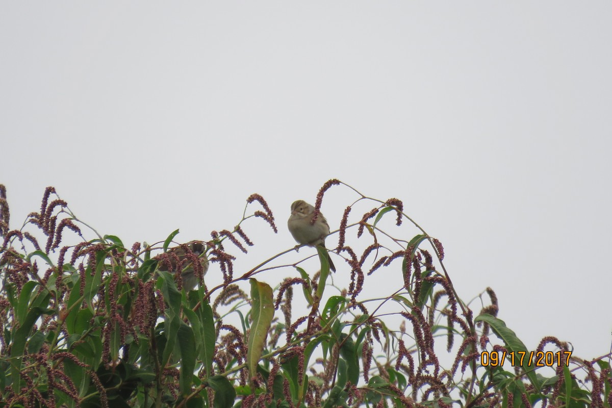 Clay-colored Sparrow - Paul Wolter