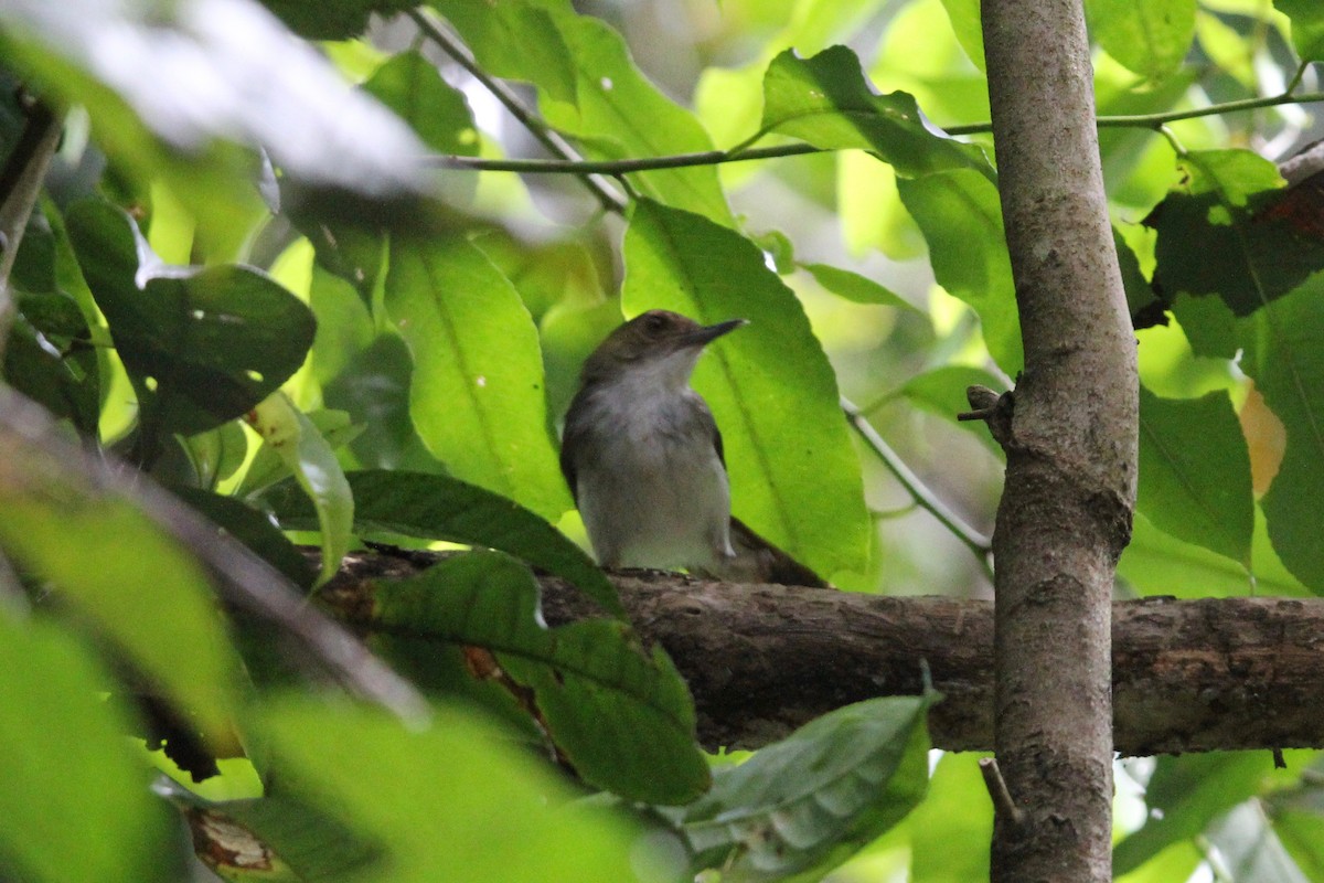 White-chested Babbler - ML69164581