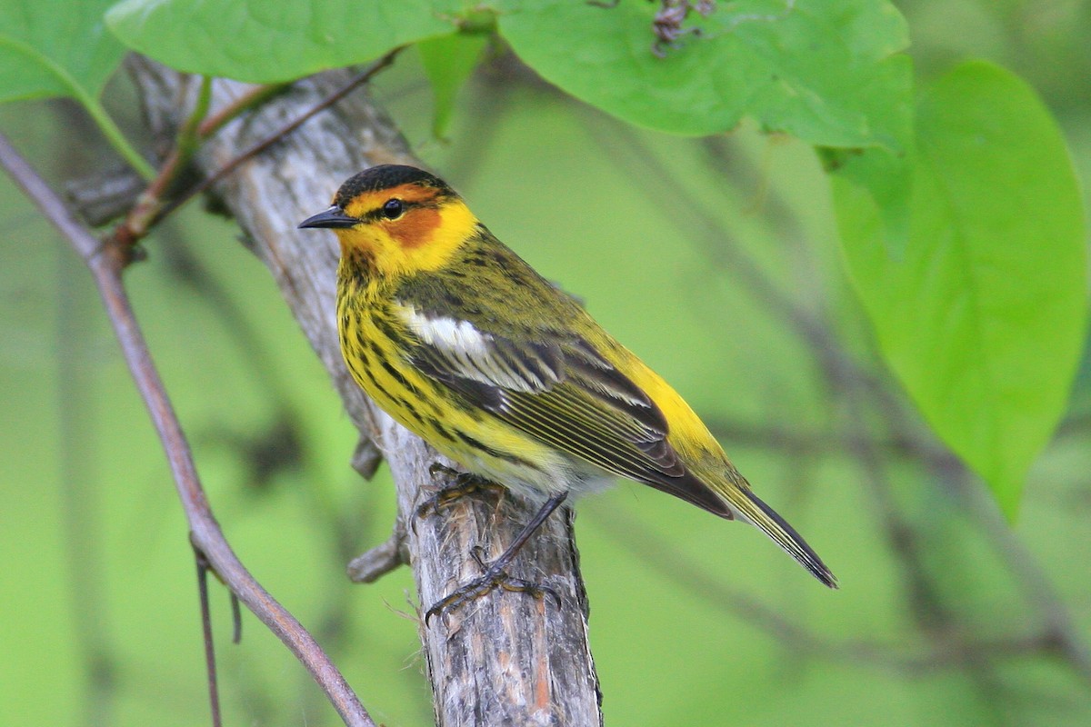 Cape May Warbler - ML69165091
