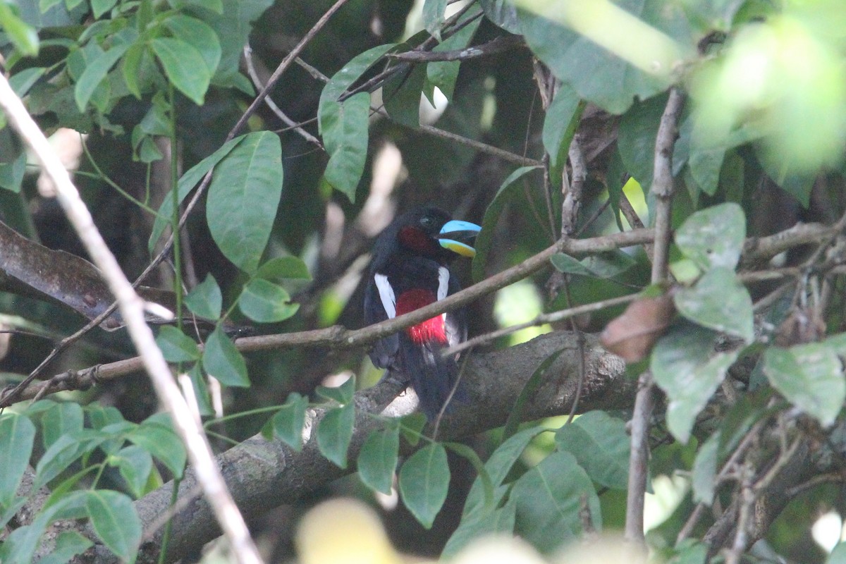Black-and-red Broadbill - Robert Gowan