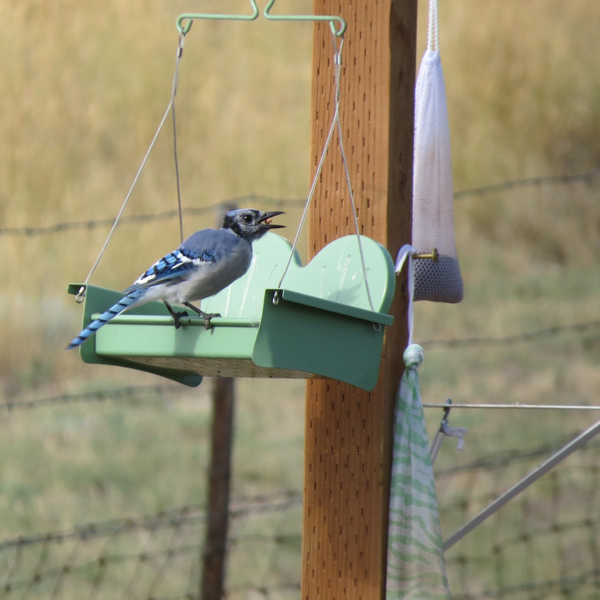 Blue Jay - ML69165541