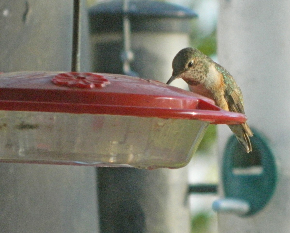 Rufous Hummingbird - ML69165701