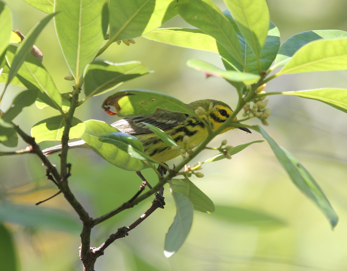 Prairie Warbler - ML69166301