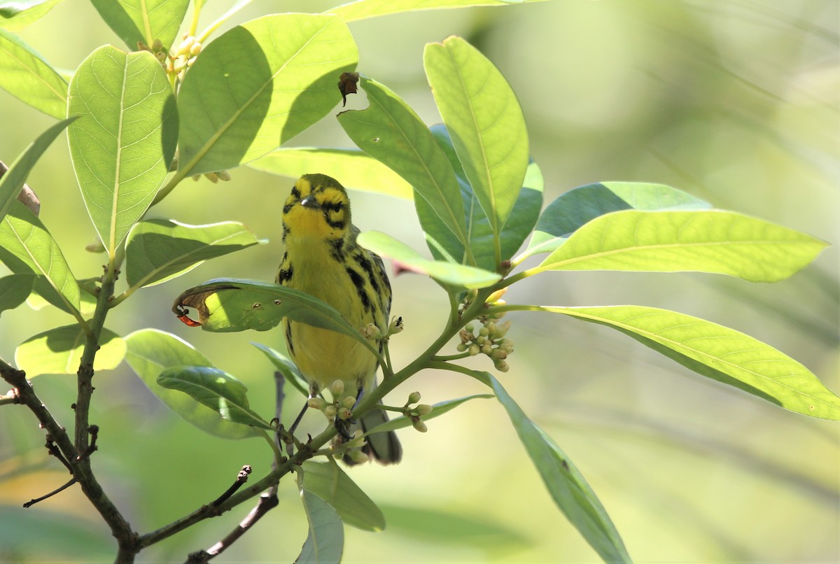 Prairie Warbler - ML69166371