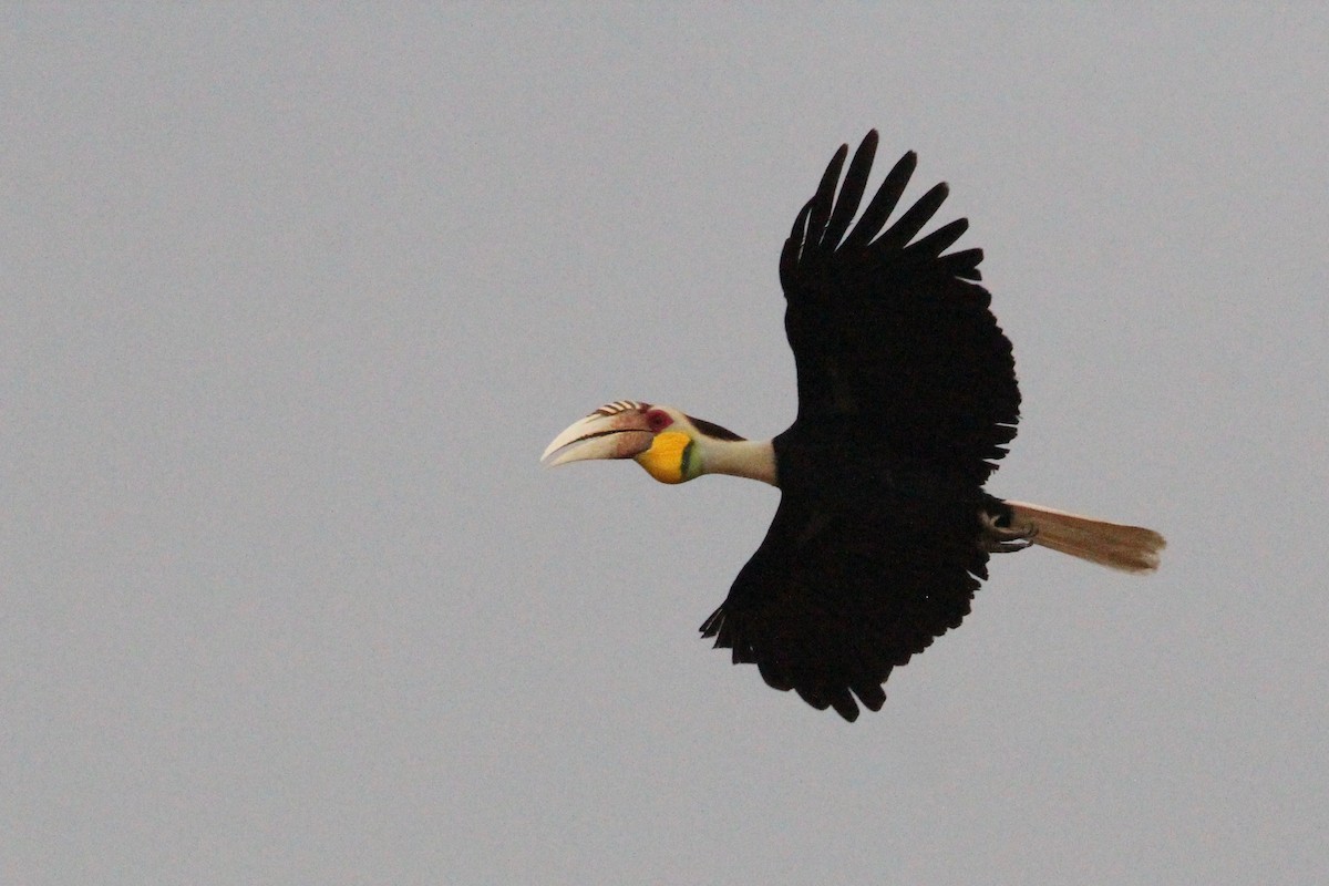 Wreathed Hornbill - ML69166821