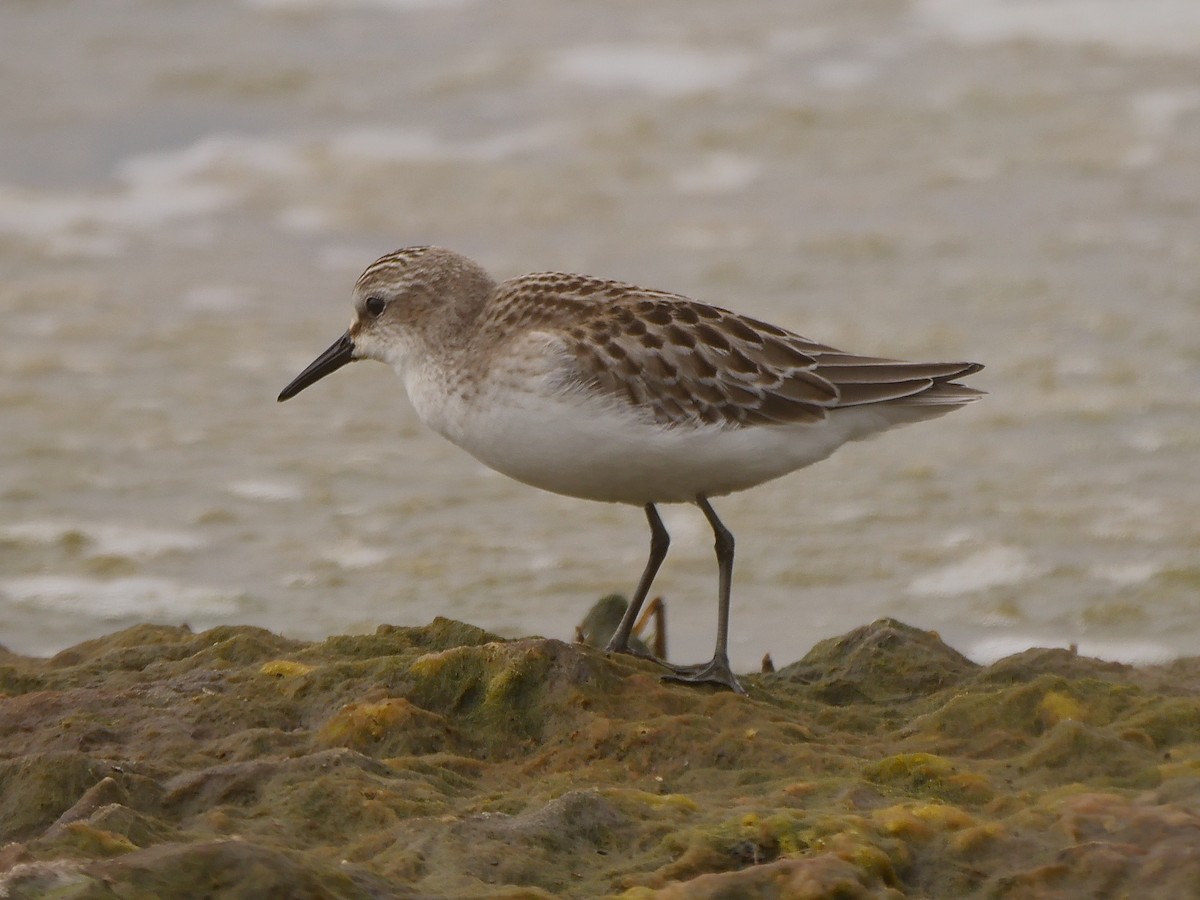 Semipalmated Sandpiper - ML69168391