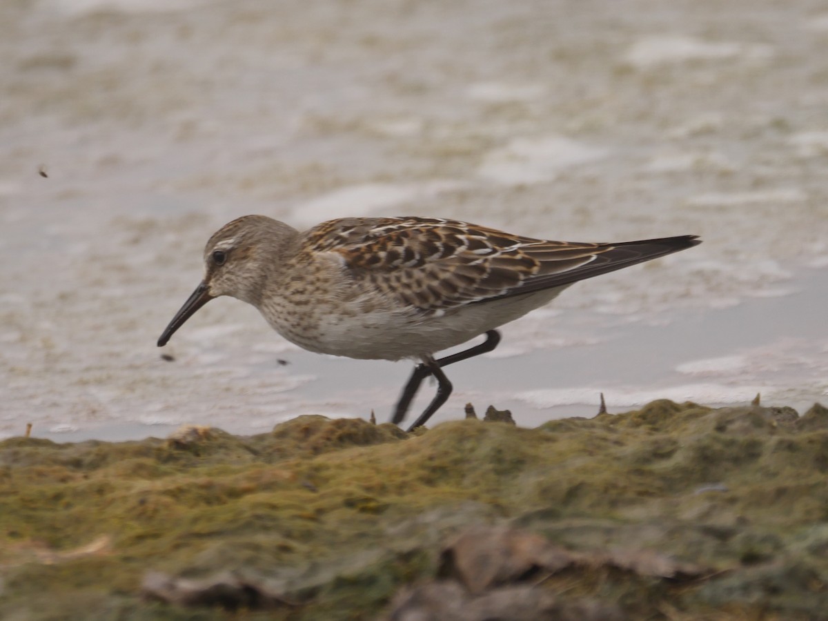 White-rumped Sandpiper - ML69168461