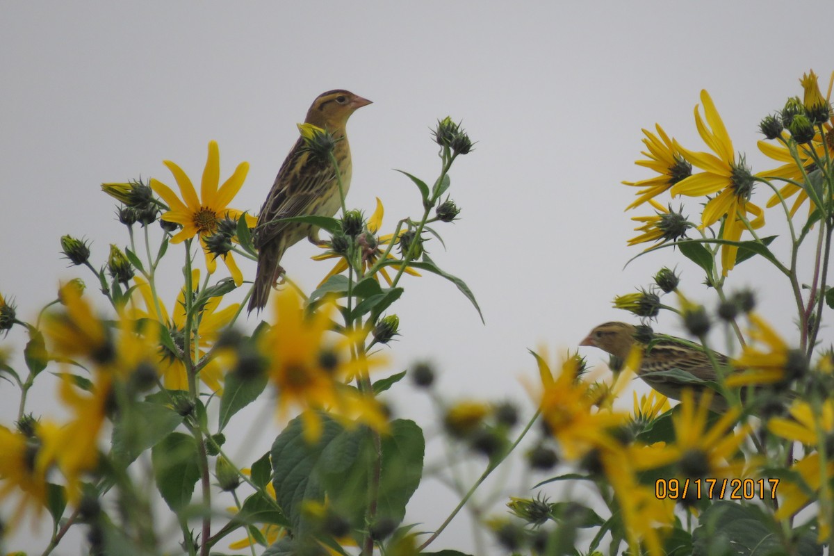 Bobolink - ML69169601