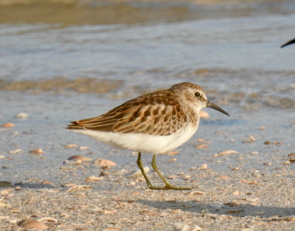 Least Sandpiper - ML69170411