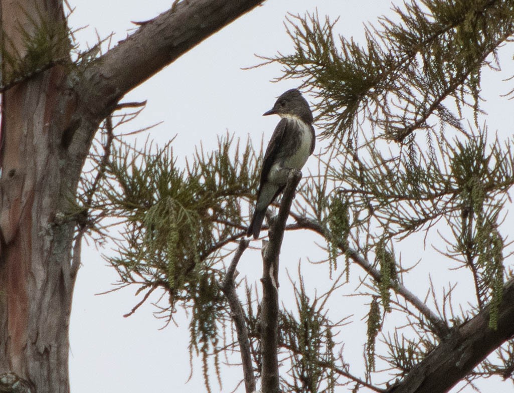 Olive-sided Flycatcher - Wayne Kirk