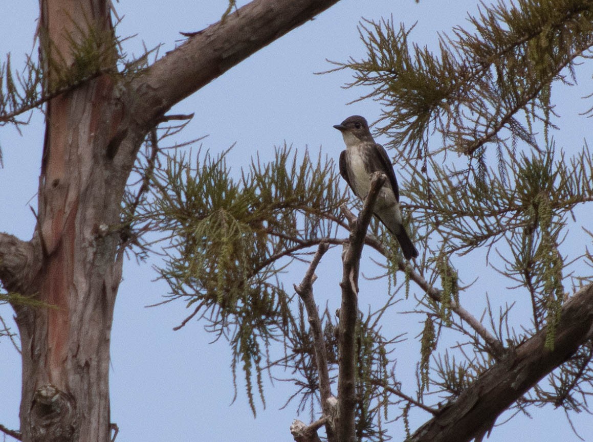 Olive-sided Flycatcher - ML69170601