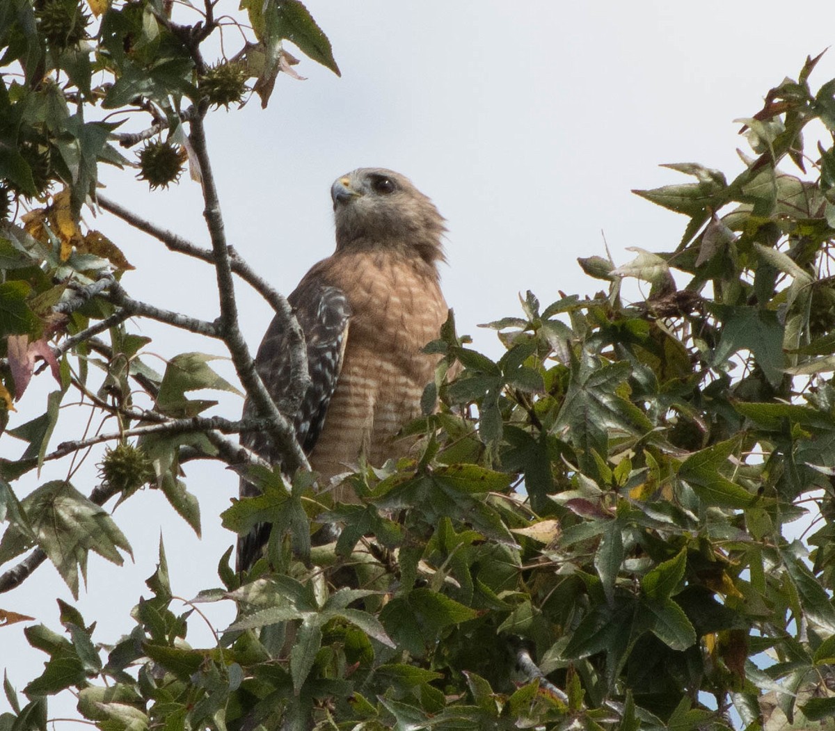 Red-shouldered Hawk - ML69170661