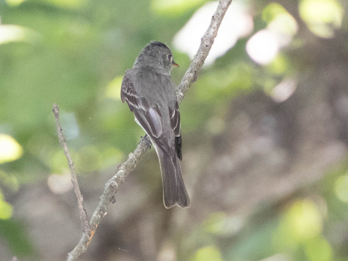 Eastern Wood-Pewee - ML69171071