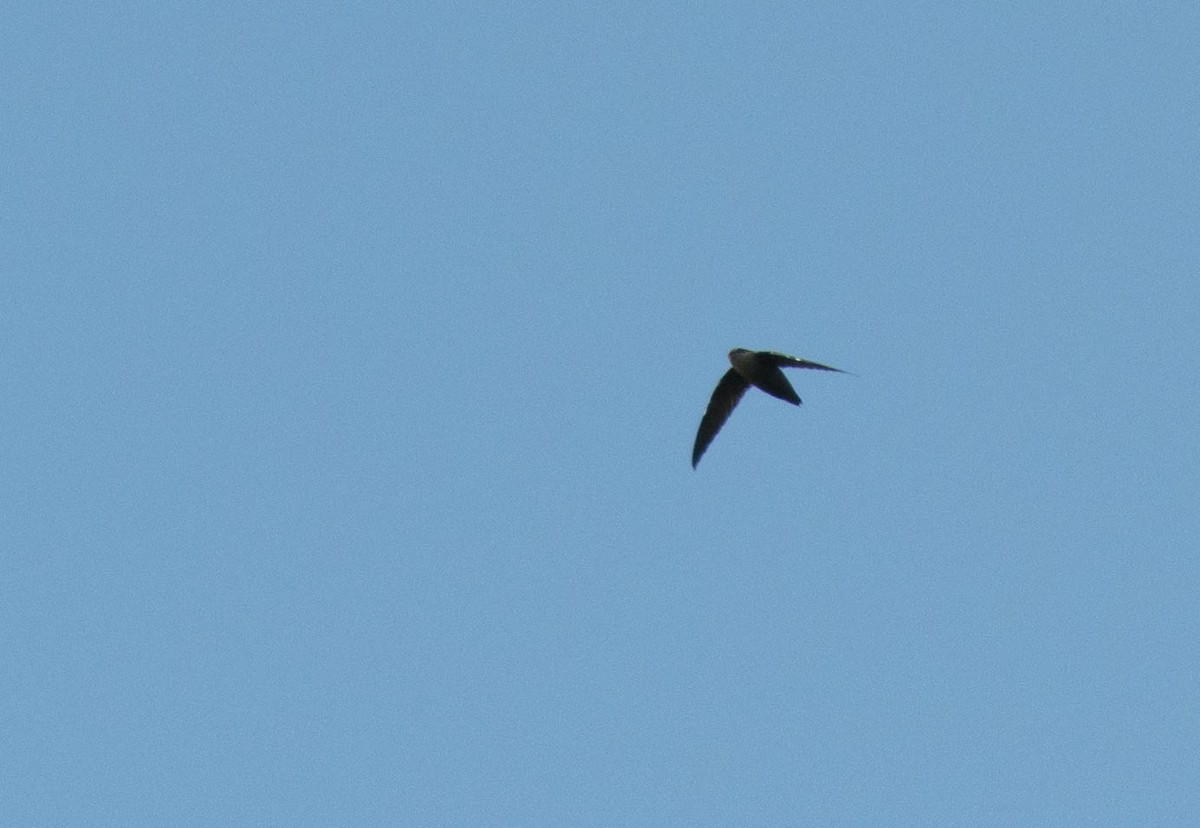 Chimney Swift - ML69171231