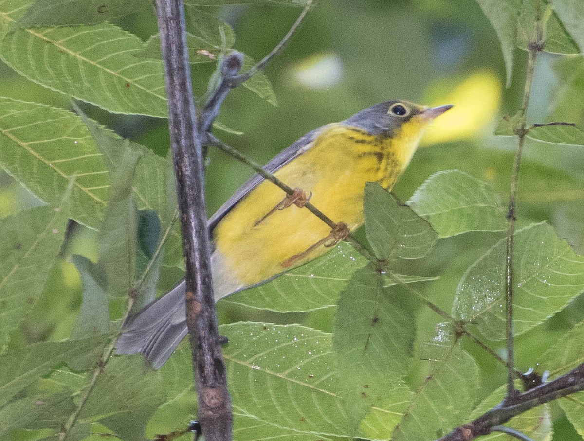 Canada Warbler - ML69171551