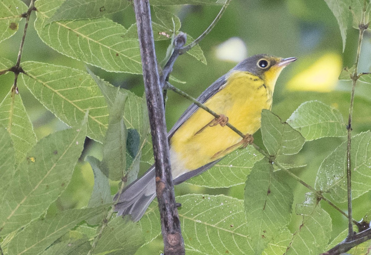 Canada Warbler - ML69171561