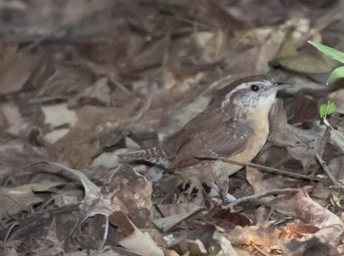 Carolina Wren - ML69171771