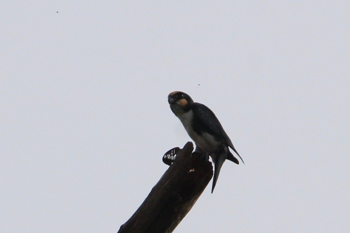 White-fronted Falconet - ML69172671