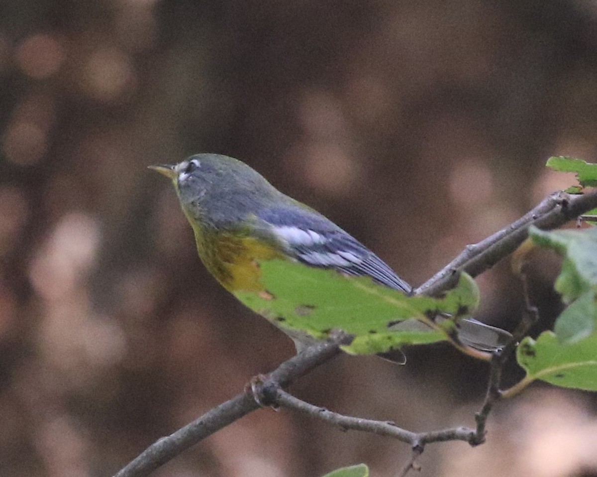 Northern Parula - ML69172751