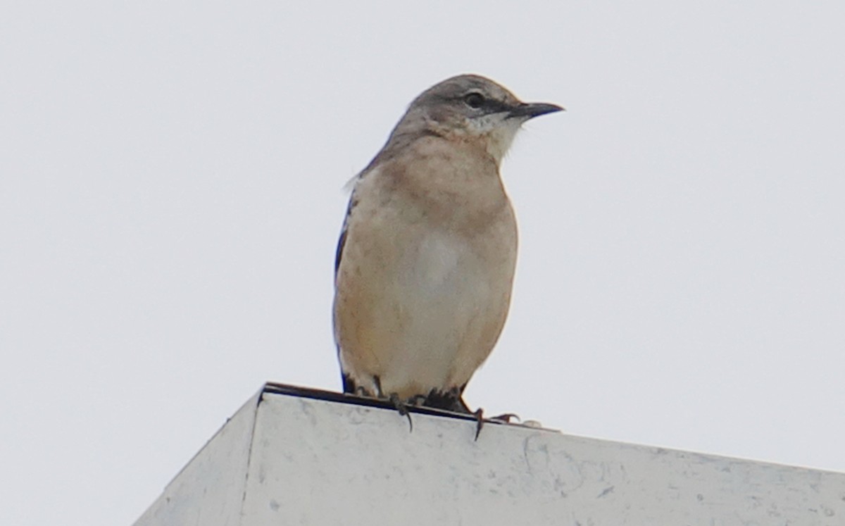 Northern Mockingbird - ML69173101