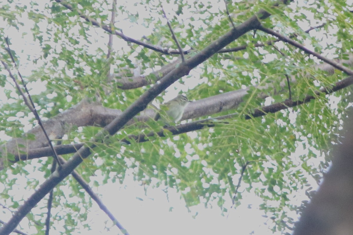 Alagoas Tyrannulet - ML69173621