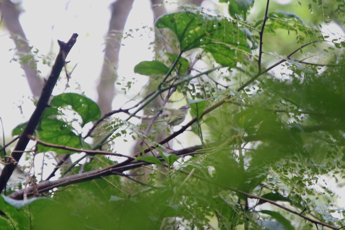 Alagoas Tyrannulet - ML69173711