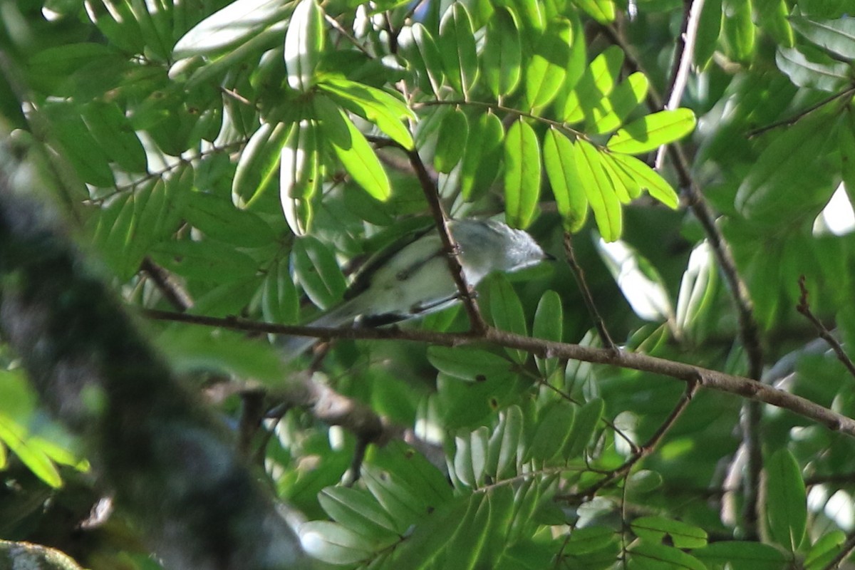 Alagoas Tyrannulet - ML69173891