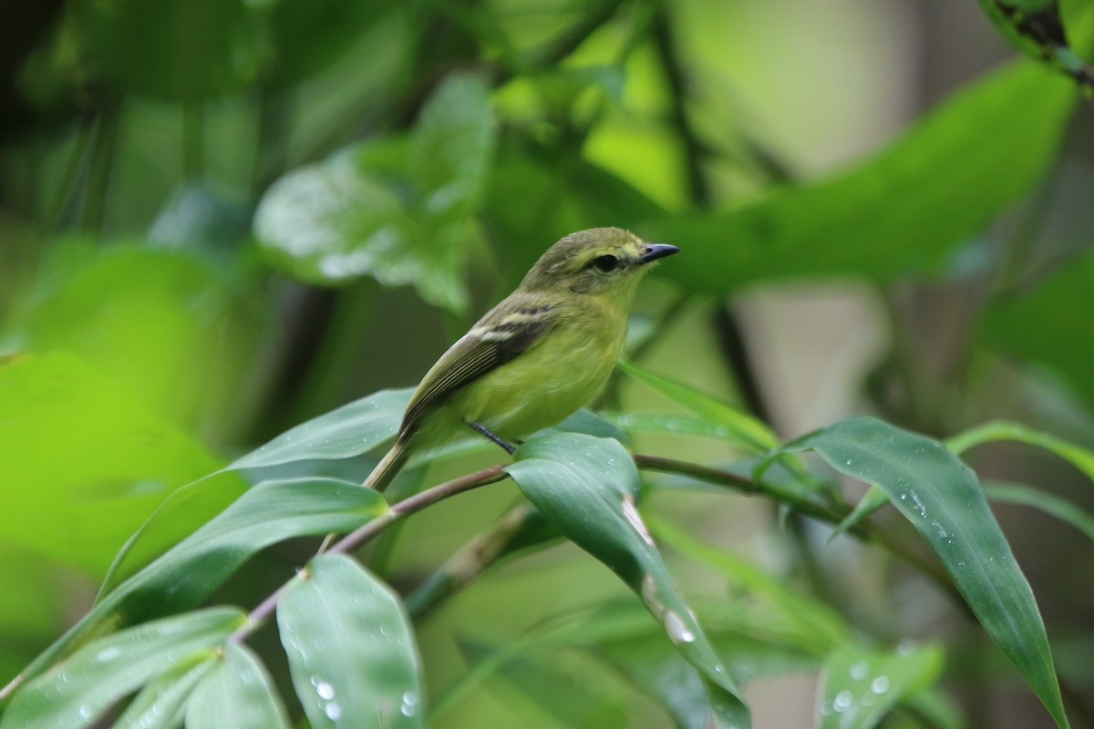 Yellow Tyrannulet - ML69173931