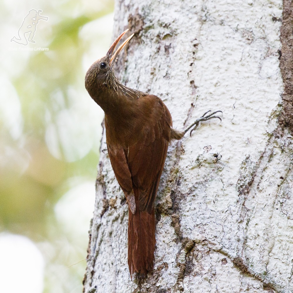 Inambari Woodcreeper - Silvia F🪶 Linhares