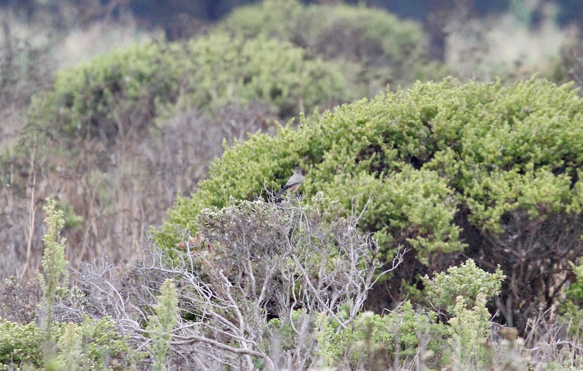 Say's Phoebe - Adam Dudley