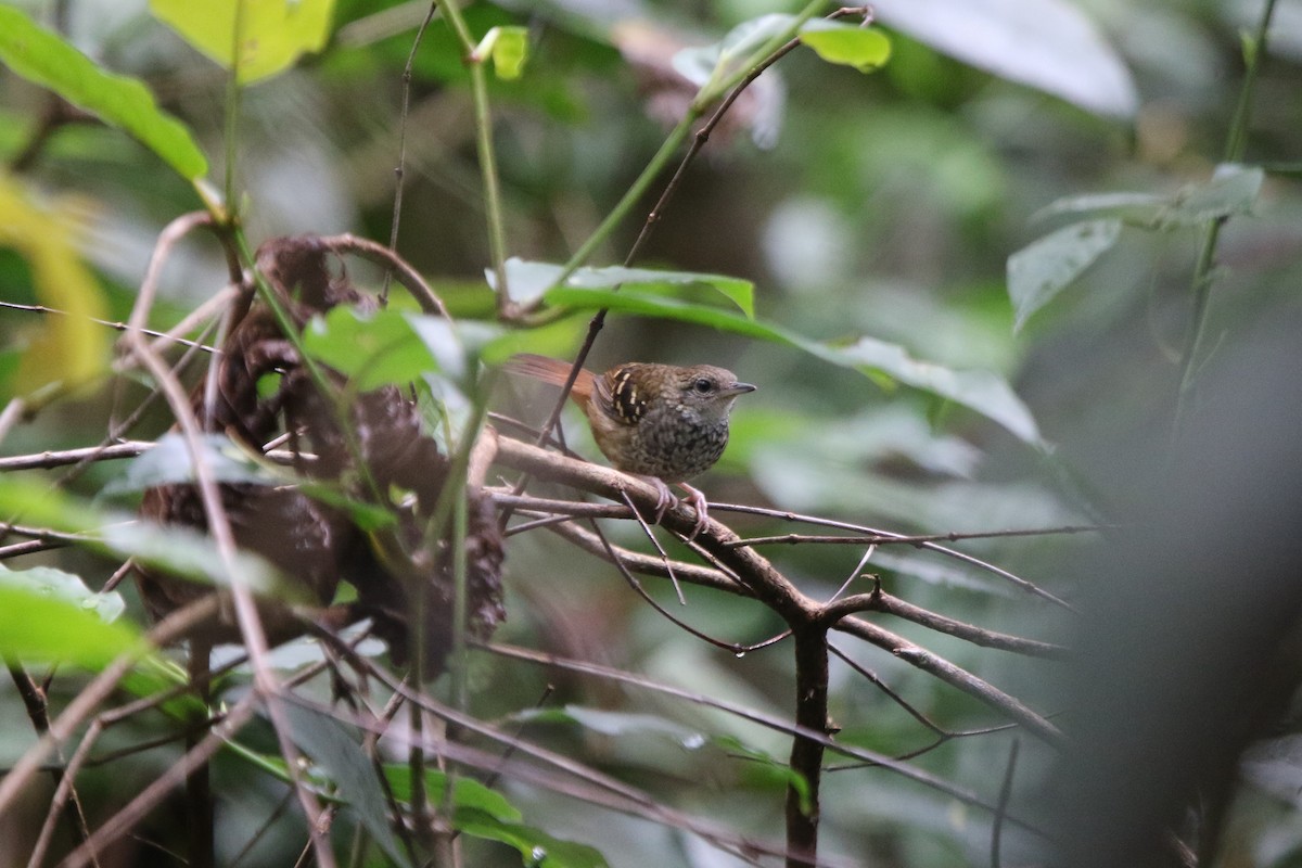 Scalloped Antbird - Ian Thompson