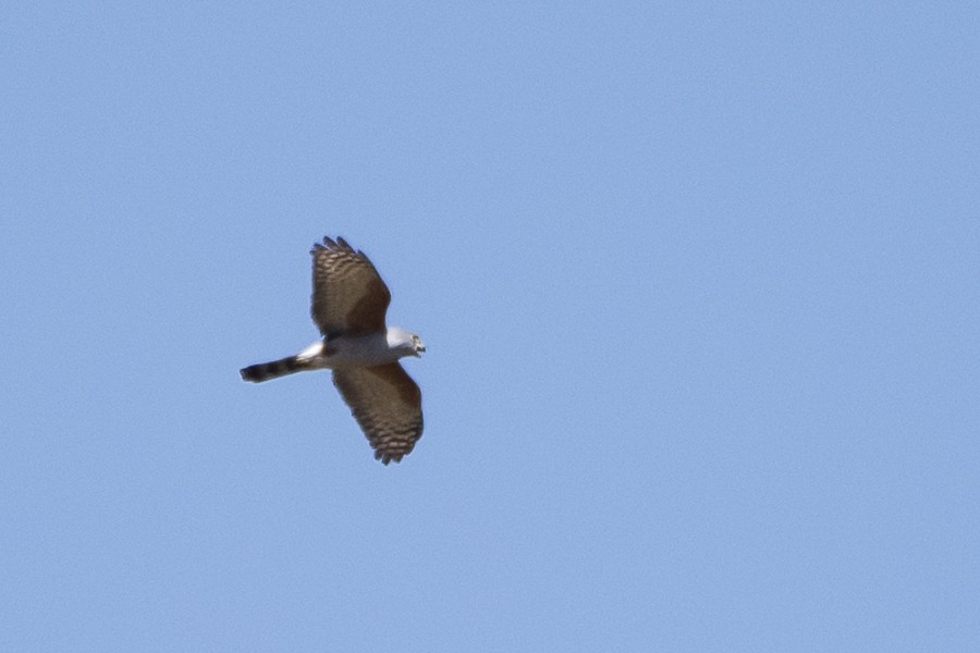 Rufous-thighed Kite - ML69175551