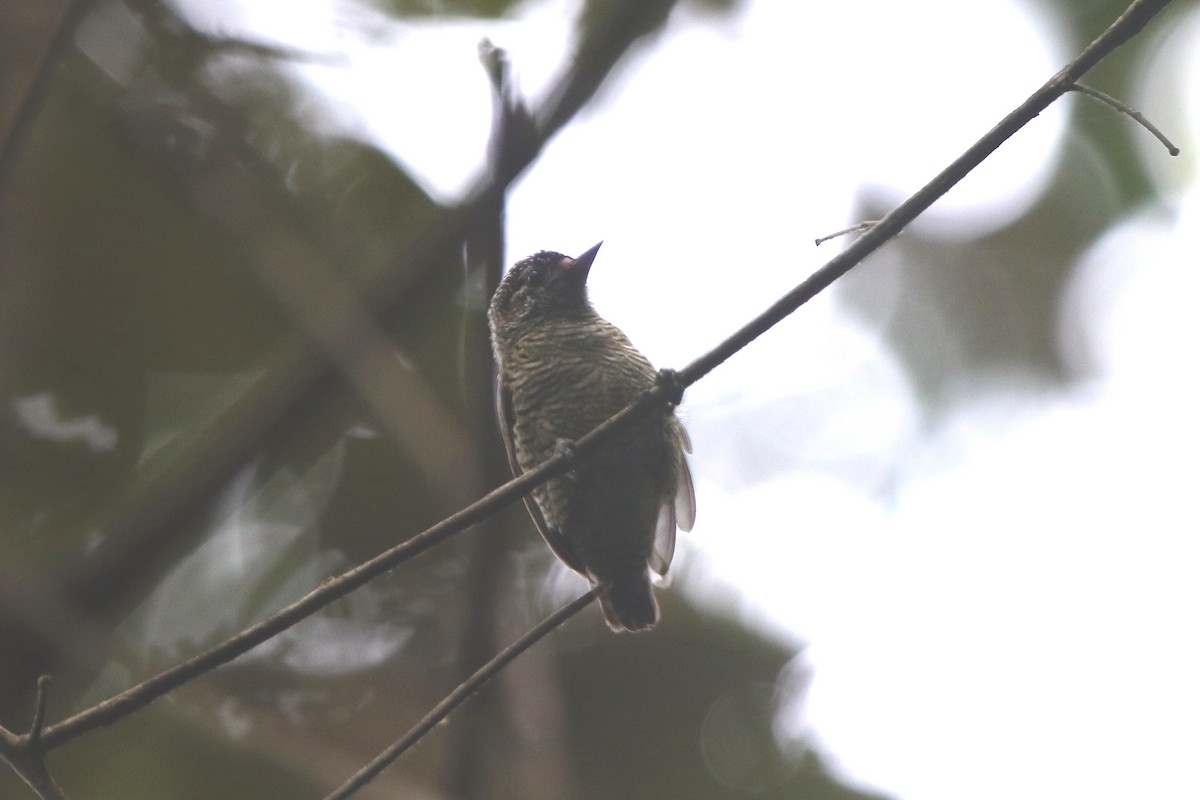 Golden-spangled Piculet (Pernambuco) - ML69175861