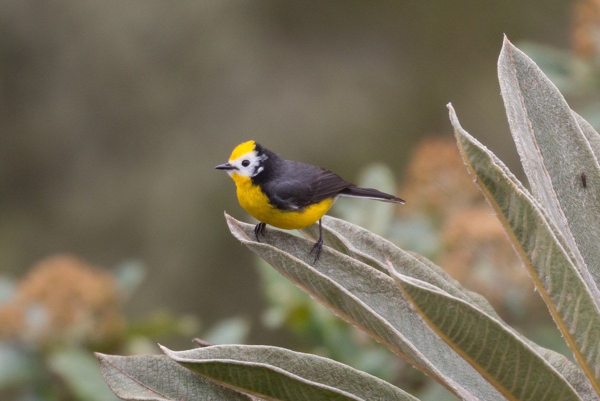 Golden-fronted Redstart - Patrick Van Thull