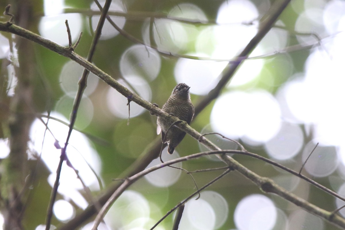 Golden-spangled Piculet (Pernambuco) - Ian Thompson