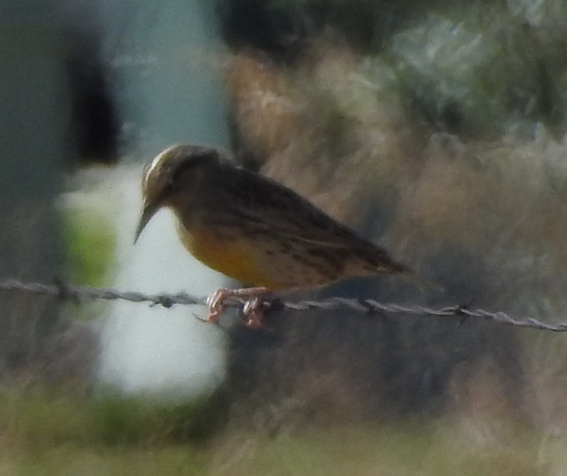 Western Meadowlark - Shane Sater