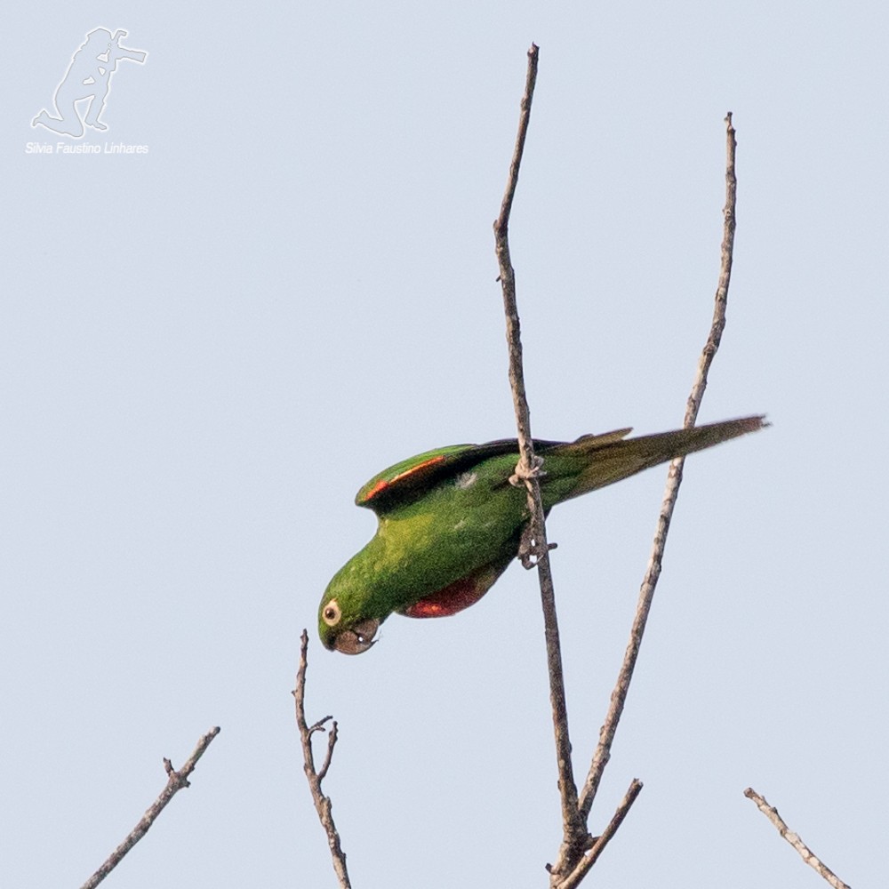 White-eyed Parakeet - Silvia Faustino Linhares