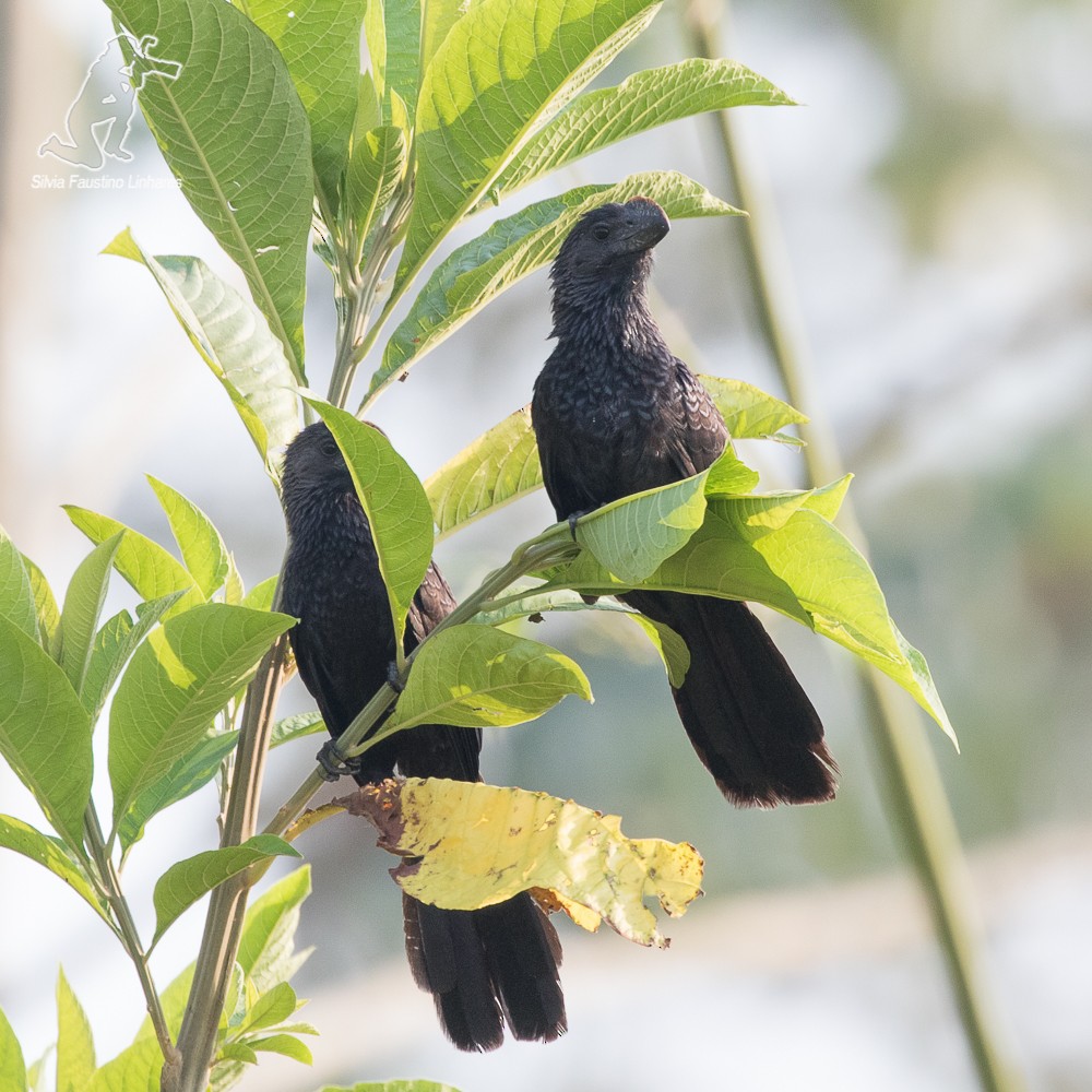 Smooth-billed Ani - ML69177231